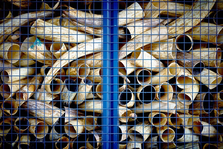 Trading of Indian buffalo and African ox horn